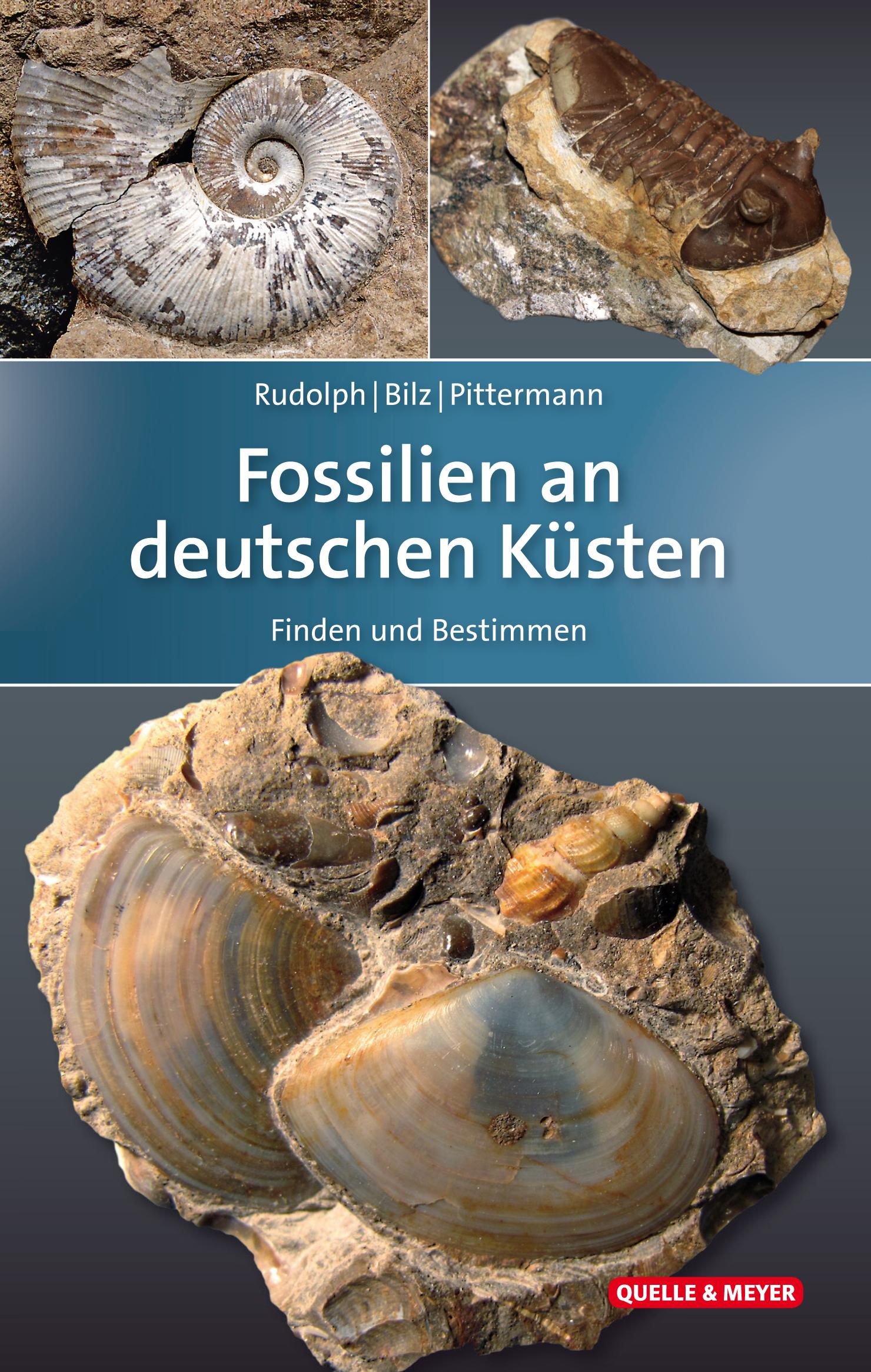 Fossilien an deutschen Küsten