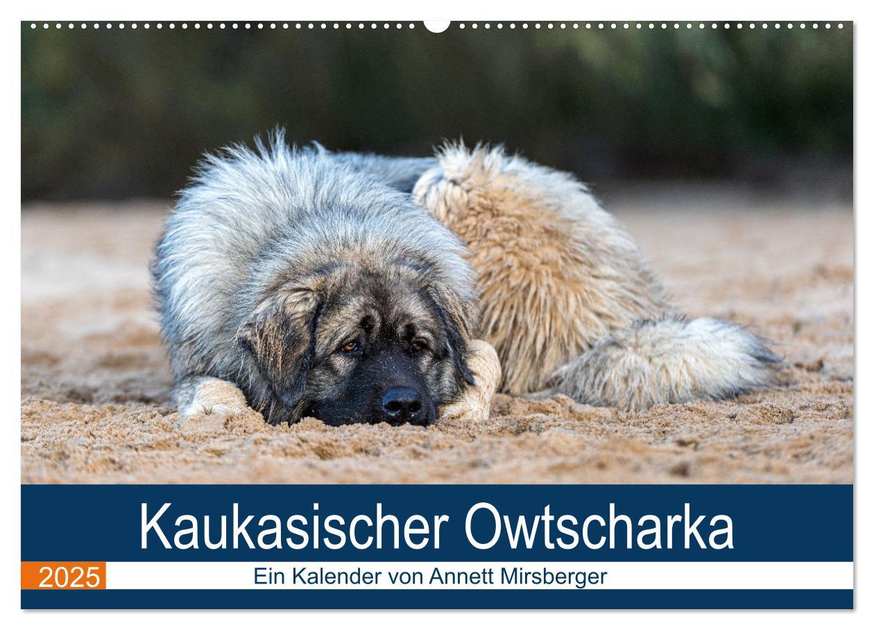 Kaukasischer Owtscharka (Wandkalender 2025 DIN A2 quer), CALVENDO Monatskalender