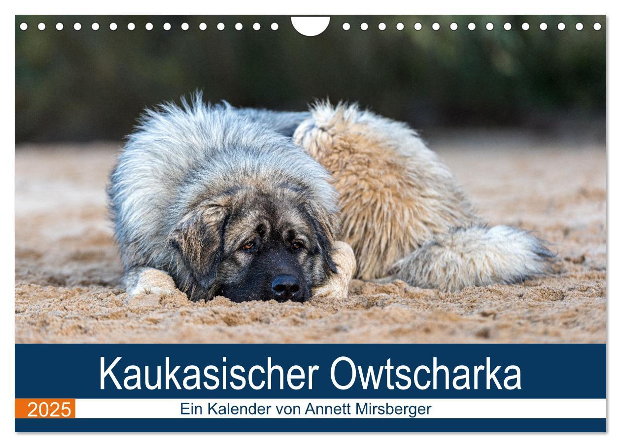 Kaukasischer Owtscharka (Wandkalender 2025 DIN A4 quer), CALVENDO Monatskalender