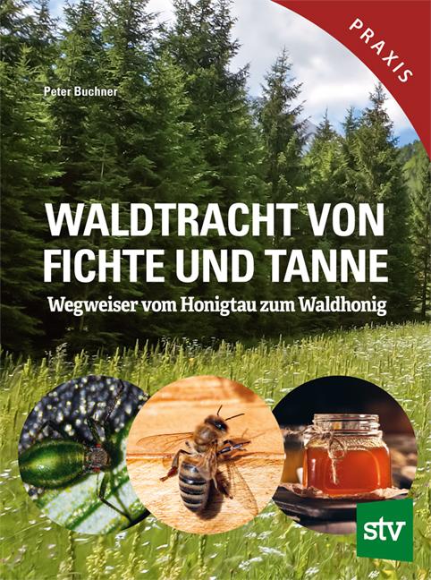 Waldtracht von Fichte und Tanne