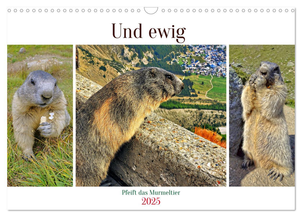 Und ewig pfeift das Murmeltier (Wandkalender 2025 DIN A3 quer), CALVENDO Monatskalender