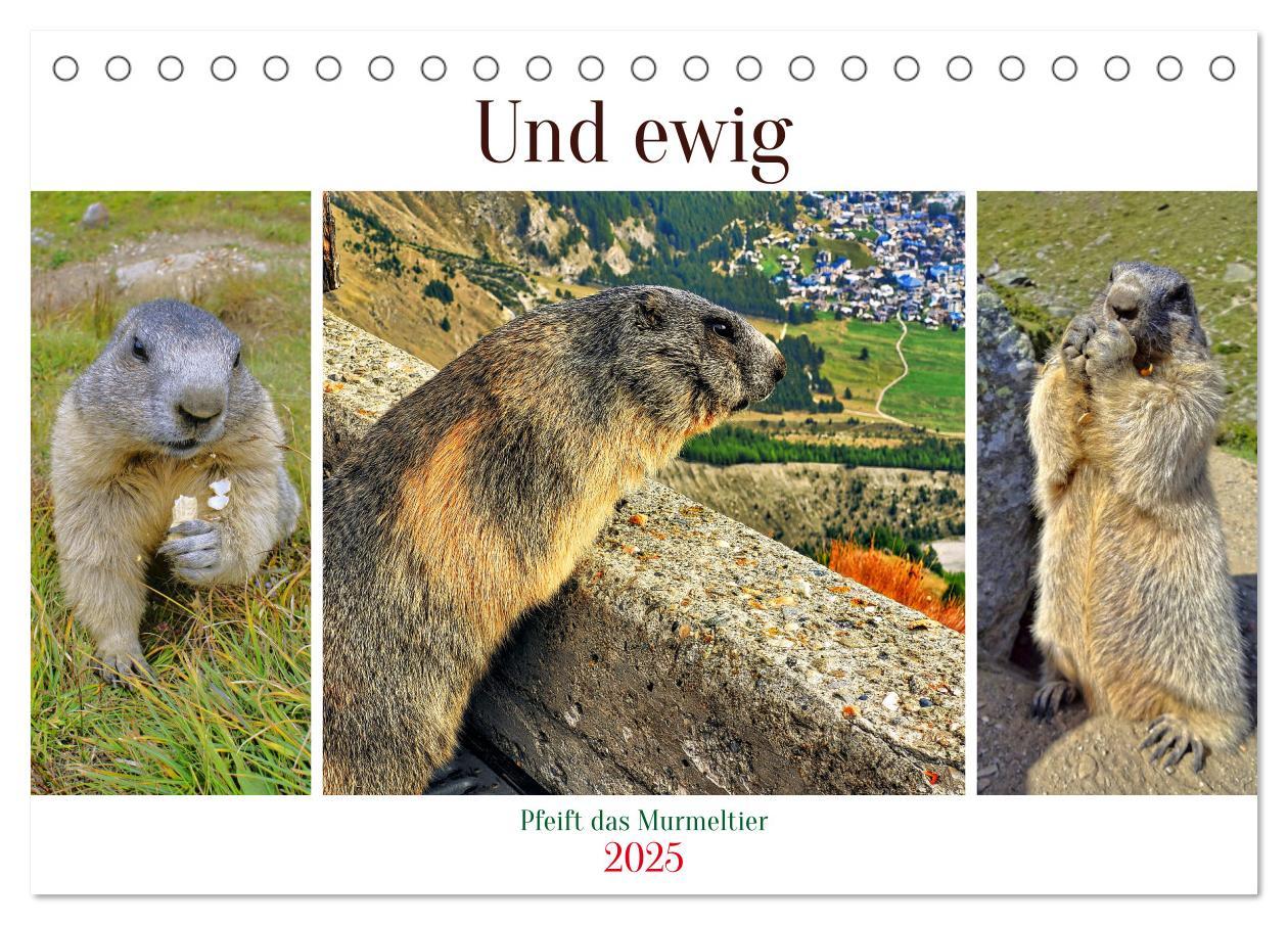 Und ewig pfeift das Murmeltier (Tischkalender 2025 DIN A5 quer), CALVENDO Monatskalender