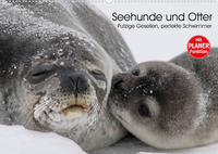 Seehunde und Otter. Putzige Gesellen, perfekte Schwimmer (Wandkalender 2023 DIN A2 quer)