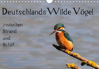 Deutschlands wilde Vögel zwischen Strand und Schilf (Wandkalender 2021 DIN A4 quer)