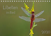 Libellen im Ried (Tischkalender 2020 DIN A5 quer)