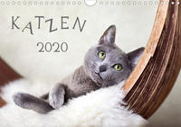 Katzen 2020 (Wandkalender 2020 DIN A4 quer)