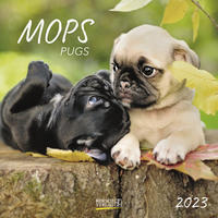 Mops 2023