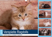 Verspielte Ragdolls - Sanfte Katzen in seidigem Haarkleid (Wandkalender 2023 DIN A3 quer)