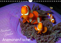 Anemonenfische - Streitbare Gesellen (Wandkalender 2023 DIN A4 quer)