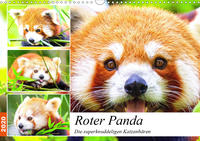 Roter Panda. Die superknuddeligen Katzenbären (Wandkalender 2020 DIN A3 quer)