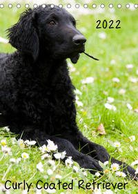 Curly Coated Retriever 2022 (Tischkalender 2022 DIN A5 hoch)