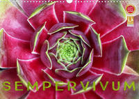 Sempervivum - Hauswurz (Wandkalender 2022 DIN A3 quer)