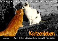 Katzenleben - Zwei Kater schließen Freundschaft fürs Leben (Tischkalender 2022 DIN A5 quer)