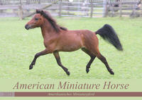 American Miniature Horse (Wandkalender 2023 DIN A2 quer)