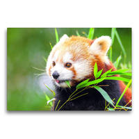 Premium Textil-Leinwand 75 x 50 cm Quer-Format Roter Panda | Wandbild, HD-Bild auf Keilrahmen, Fertigbild auf hochwertigem Vlies, Leinwanddruck von Rose Hurley