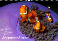 Anemonenfische - Streitbare Gesellen (Wandkalender 2023 DIN A3 quer)