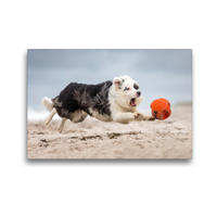 Premium Textil-Leinwand 45 x 30 cm Quer-Format Border Collie beim Ballspiel | Wandbild, HD-Bild auf Keilrahmen, Fertigbild auf hochwertigem Vlies, Leinwanddruck von Annett Mirsberger