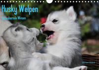 Husky Welpen (Wandkalender 2020 DIN A4 quer)