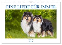 Eine Liebe für immer - Collies (Wandkalender 2025 DIN A3 quer), CALVENDO Monatskalender