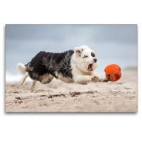 Premium Textil-Leinwand 120 x 80 cm Quer-Format Border Collie beim Ballspiel | Wandbild, HD-Bild auf Keilrahmen, Fertigbild auf hochwertigem Vlies, Leinwanddruck von Annett Mirsberger