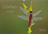 Libellen im Ried (Wandkalender 2021 DIN A2 quer)