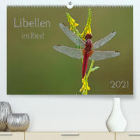 Libellen im Ried (Premium, hochwertiger DIN A2 Wandkalender 2021, Kunstdruck in Hochglanz)