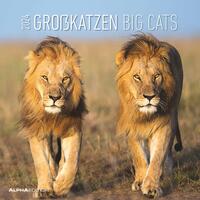 Großkatzen 2024 - Broschürenkalender 30x30 cm (30x60 geöffnet) - Kalender mit Platz für Notizen - Big Cats - Bildkalender - Wandplaner - Alpha Edition