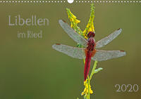 Libellen im Ried (Wandkalender 2020 DIN A3 quer)