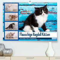 Flauschige Ragdoll Kitten (Premium, hochwertiger DIN A2 Wandkalender 2022, Kunstdruck in Hochglanz)