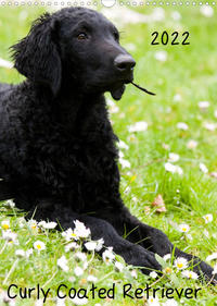 Curly Coated Retriever 2022 (Wandkalender 2022 DIN A3 hoch)