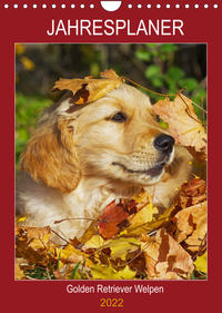 Jahresplaner Golden Retriever Welpen (Wandkalender 2022 DIN A4 hoch)