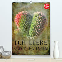 Ich liebe Sempervivum (Premium, hochwertiger DIN A2 Wandkalender 2023, Kunstdruck in Hochglanz)