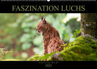 Faszination Luchs (Wandkalender 2023 DIN A2 quer)