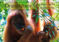 Orang Utans - Sumatras sanfte Waldmenschen (Wandkalender 2021 DIN A4 quer)