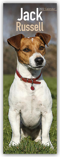 Jack Russel - Jack Russel Terrier 2022