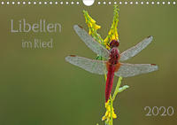 Libellen im Ried (Wandkalender 2020 DIN A4 quer)