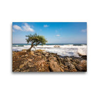 Premium Textil-Leinwand 45 x 30 cm Quer-Format Baum am Meer bei Sa Coma | Wandbild, HD-Bild auf Keilrahmen, Fertigbild auf hochwertigem Vlies, Leinwanddruck von A. Dreegmeyer