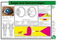 Auge und Sehvermögen