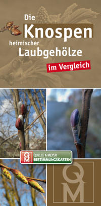 Die Knospen heimischer Laubgehölze im Vergleich