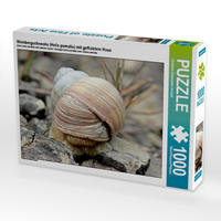 CALVENDO Puzzle Weinbergschnecke (Helix pomatia) mit geflicktem Haus 1000 Teile Lege-Größe 64 x 48 cm Foto-Puzzle Bild von Christine Schmutzler-Schaub