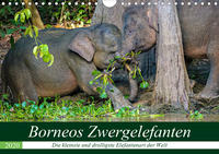 Borneos Zwergelefanten (Wandkalender 2020 DIN A4 quer)