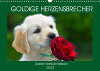 Goldige Herzensbrecher - Golden Retriever Welpen (Wandkalender 2022 DIN A3 quer)