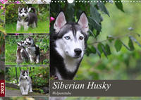 Siberian Husky - Welpenstube (Wandkalender 2023 DIN A3 quer)