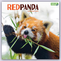 Red Panda – Rote Pandas – Rote Pandabären 2023