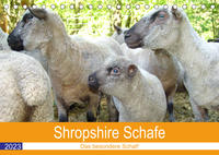 Shropshire Schafe (Tischkalender 2023 DIN A5 quer)