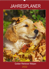 Jahresplaner Golden Retriever Welpen (Wandkalender 2022 DIN A2 hoch)