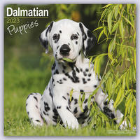 Dalmatian Puppies – Dalmatiner Welpen 2023 – 16-Monatskalender