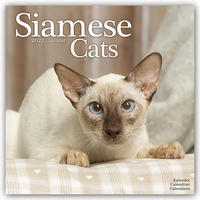 Siamese Cats - Siam-Katzen 2022 - 16-Monatskalender