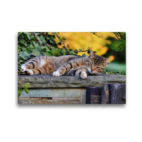 Premium Textil-Leinwand 45 x 30 cm Quer-Format Ruhende Katze | Wandbild, HD-Bild auf Keilrahmen, Fertigbild auf hochwertigem Vlies, Leinwanddruck von Sabine Löwer