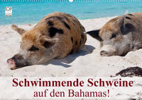 Schwimmende Schweine auf den Bahamas! (Wandkalender 2022 DIN A2 quer)